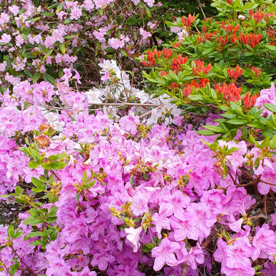 rhododendron